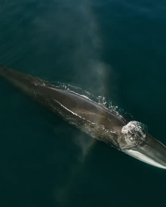 Fin Whale Blow